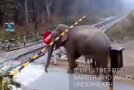 Elephant Doesn’t Want To Wait For The Train To Pass And Disobeys The Signal