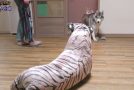 Huskies Get Scared Of A Stuffed Tiger In Their House