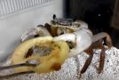 Pet Crab Eats An Onion Ring