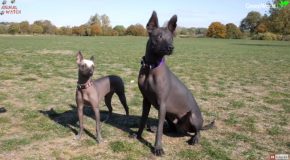 Taking A Look At The Mexican Hairless Xoloitzcuintli Dog