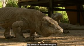 The Komodo Dragon, Aka, The Largest Lizards On Earth