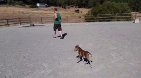 Tiny Miniature Horse Baby Chases Around A Human
