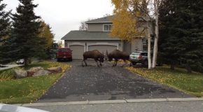 Two Bull Moose Caught Fighting In A Quiet Alaskan Suburb