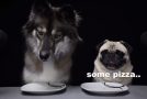 Wolf Dog And Pug Review Foods Together