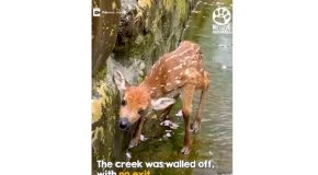 Baby Deer Stuck In A Ditch Gets Rescued
