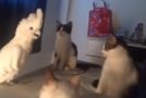 Cockatoo Mimics Meowing In Front Of Cats
