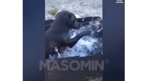 Dogs Doing Funny Things In The Water