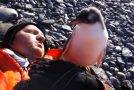 First Interaction Between A Baby Penguin And A Human