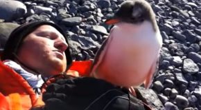 First Interaction Between A Baby Penguin And A Human
