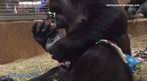 Gorilla Mother Meets Her Newborn For The First Time And Can’t Stop Kissing It