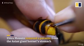 Man Removes Parasites From A Hornet