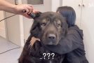 Massive Bear Sized Dog Goes To The Hospital