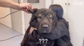 Massive Bear Sized Dog Goes To The Hospital