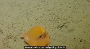 Octopus Tries To Hide Itself In Its Own Tentacles