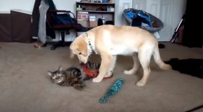 Puppy Pukes All Over A Cat