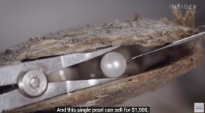 The Reason Why South Sea Pearls Are So Expensive!