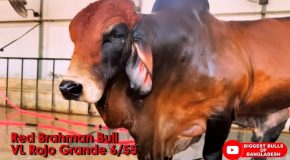 This American Brahma Bull Is Absolutely Massive
