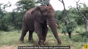 Woman Who Saved The Life Of A Wild Elephant Years Ago Gets Recognised