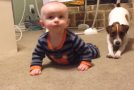 Baby Gets Taught How To Crawl By A Jack Russell Terrier