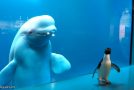 Beluga Whale Meets A Penguin For The First Time And A Very Mischievous Cat