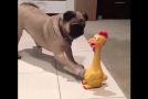 Cats And Dogs Playing With The Clucking Chicken Toy With Funny Reactions