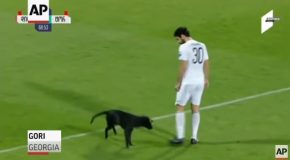 Cute Dog Enters The Football Field During A Match And Wants Belly Rubs