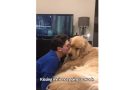 Golden Retriever Gets Angry Because The Owner Smells Like Another Dog