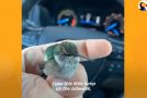 Man Rescues A Baby Hummingbird And Teaches It How To Fly
