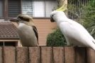Mischievous Cockatoo Teases A Kookaburra