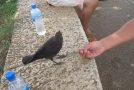 Thirsty Crow Comes To Humans For Some Water