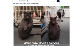 Woman Goes Above And Beyond To Adopt Bruno, A Very Fat Cat