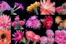 Amazing Timelapse Of Echinopsis Cactus Flowers Blooming
