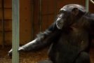 Chimpanzee Learns The Idea Of Trading