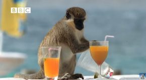 Monkeys Getting Drunk, A Truly Interesting Watch