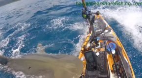 Tiger Shark Strikes The Side Of A Kayak
