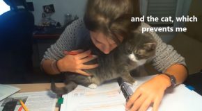 What Trying To Study With A Cat Is Like