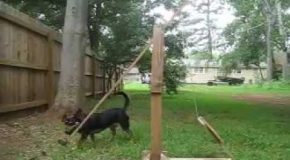 Dog Operated Tennis Ball Catapult In Action