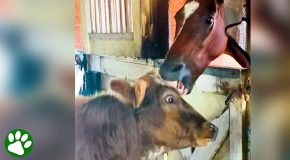 Friendly Mini Cow Wants To Become Friends With Every Animal