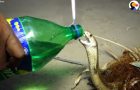 Cobra Drinks Water From A Bottle During The Rescue