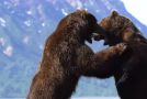 Intense Battle Between Two Huge Bears Caught On Camera