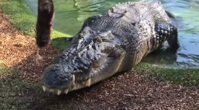 Massive Crocodile Crushes Through Bone Like It’s Nothing