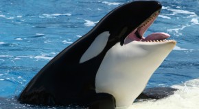 WHAT WE SHOULD REALLY LEARN FROM BLACKFISH