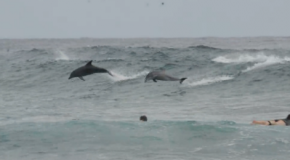 Dolphin Gone Surfing