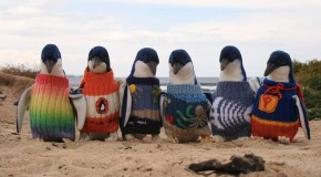 Oldest Man in Australia Knits Sweaters for Penguins