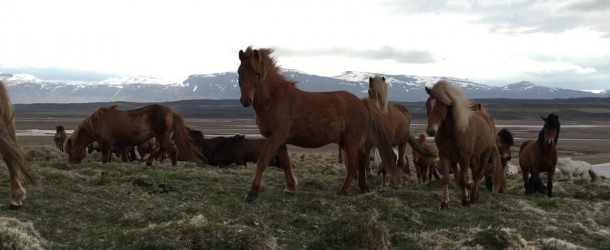 Icelandic Horses Are Super Friendly