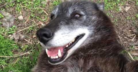 A very Happy Wolf
