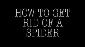 How To Get Rid Of A Spider?
