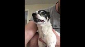 Dog sneezing in the most amazing way.