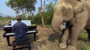 Music for Elephants (2016) A documentary about elephants at a sanctuary in Thailand and their reaction to piano music.