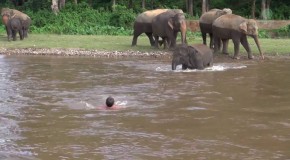 Elephant Comes To Rescue Man In River